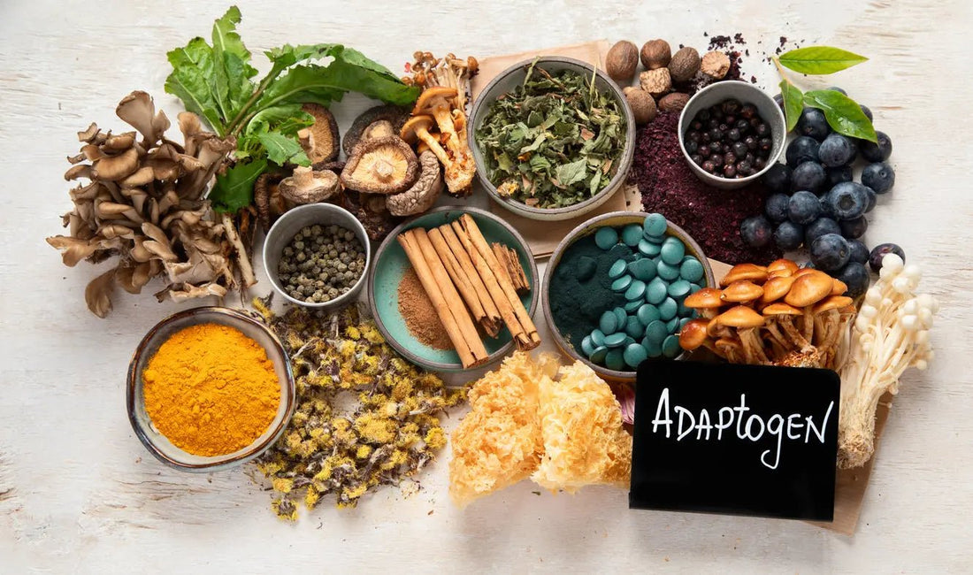 Nootropic Mushrooms Backed by Science: Daily Benefits You Should Know - Sporganix